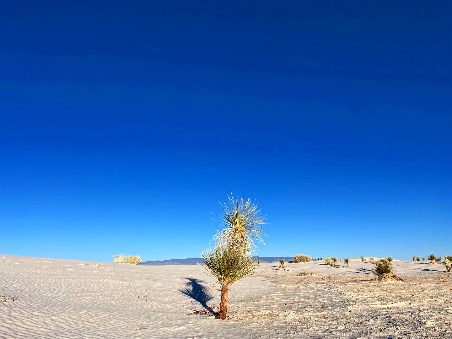 Yucca Plant located in White Sands National Park, New Mexico.