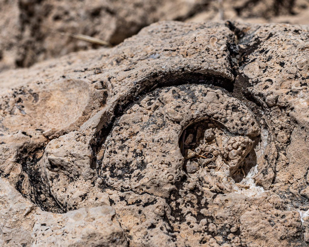 Pictured is a fossilized seashell. Since the entire mountain was once the bottom of the sea, fossils can be found at 8,000 feet up.