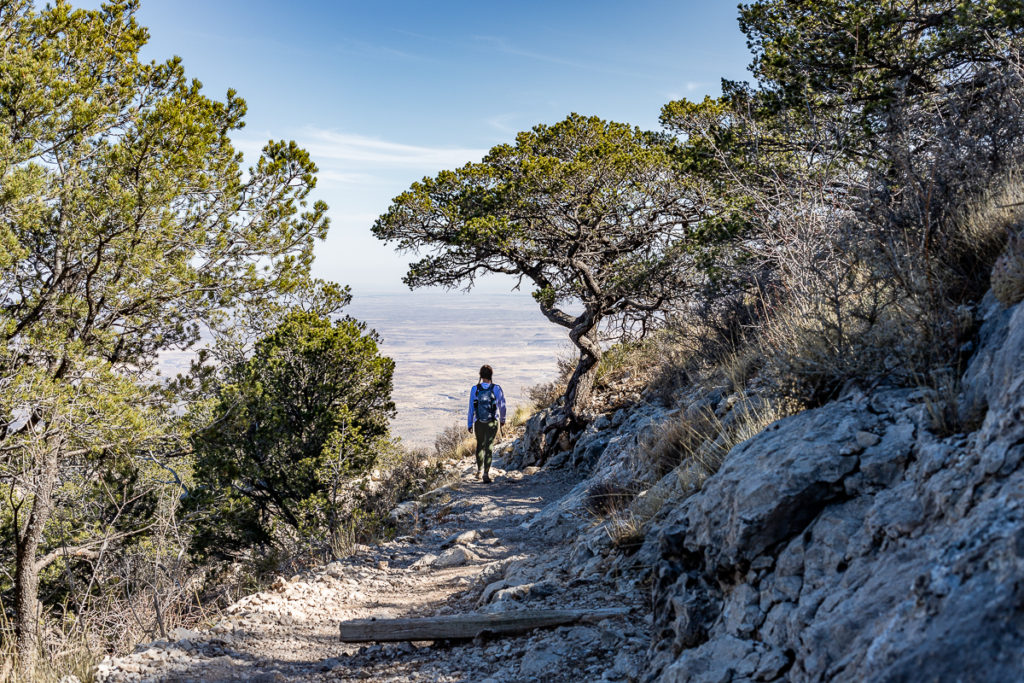 Alexis is walking down a switchback in Guadalupe National Park, passing a Texas Madrona tree.